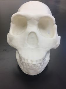 Arielle Reich - reconstructed Homo Naledi skull from CT scan