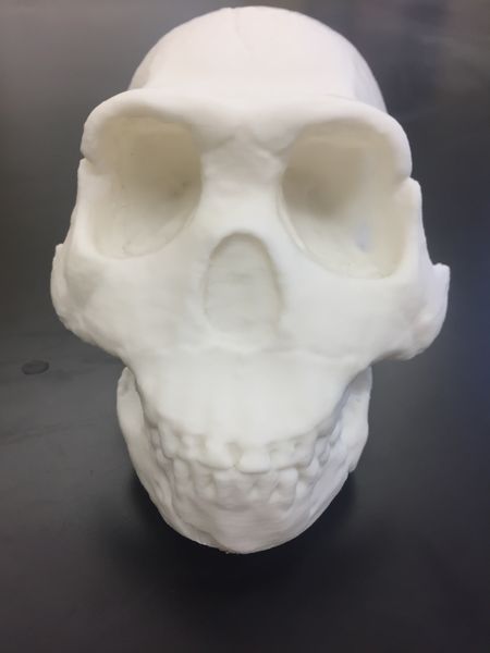 File:Skull.JPG